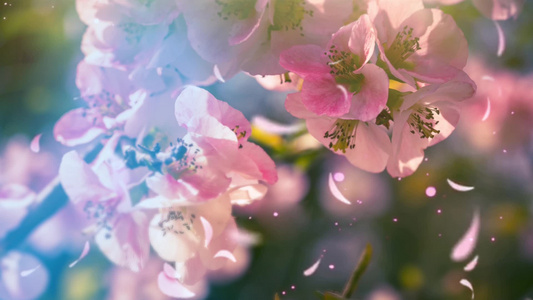 具有光和花瓣的植物背景电影设计艺术视频