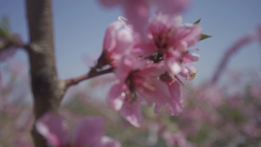 粉色桃花盛开[浅粉]视频