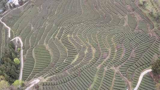  茶叶茶绿茶采茶茶山春茶茶园4K实拍视频