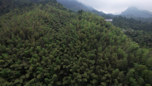 航拍九华山竹海竹林视频