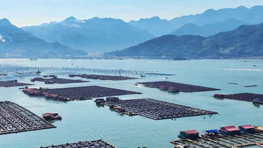 鱼排广角大景 海上鱼排自然与养殖的和谐视频