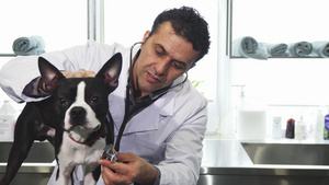 诊所的一位专业兽医对可爱的小狗狗进行检查11秒视频