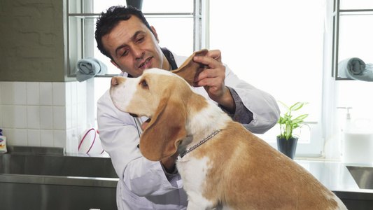 男性专业兽医检查可爱小犬的耳朵视频
