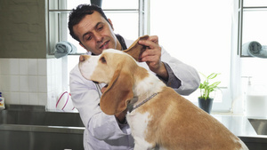 男性专业兽医检查可爱小犬的耳朵9秒视频