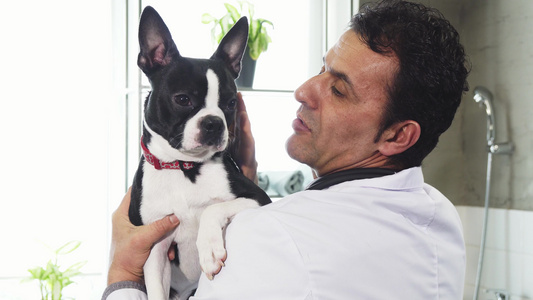 一只可爱的波士顿泰瑞犬紧紧靠近兽医手里视频