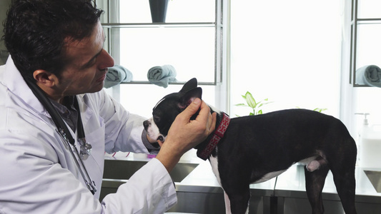 成熟专业兽医检查可爱狗的耳朵牛顿大鼠视频