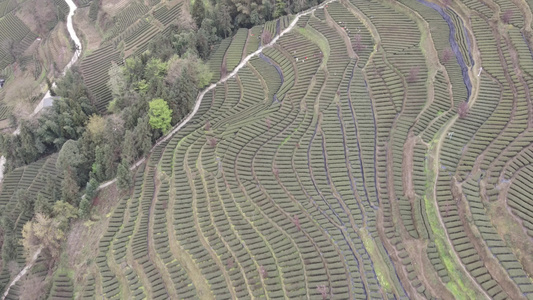  茶叶茶绿茶采茶茶山春茶茶园4K实拍视频