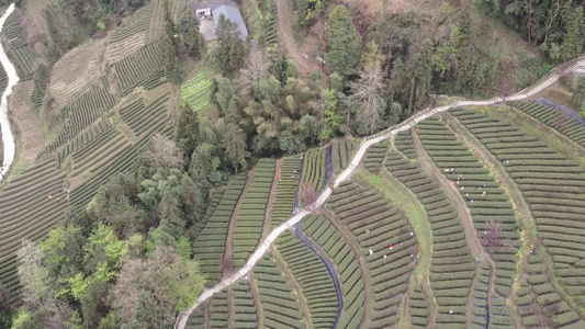  茶叶茶绿茶采茶茶山春茶茶园4K实拍视频