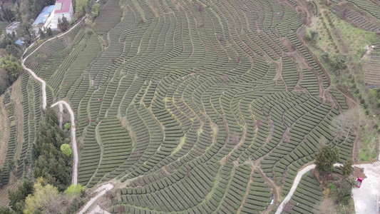  茶叶茶绿茶采茶茶山春茶茶园4K实拍视频