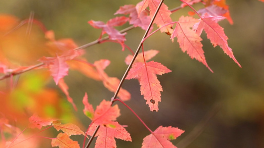 秋季树林里红色的枫叶特写视频