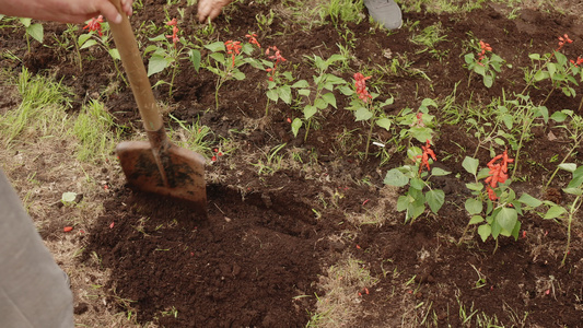 男子在夏季花园的花坛上用铲子挖土园丁为移栽花做准备视频