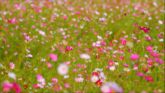 美丽的花海格桑花4k视频