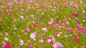 美丽的花海格桑花4k58秒视频