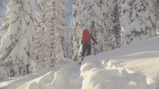 在西伯利亚滑雪一个人在白雪皑皑的森林里滑雪视频