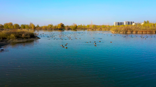 阿克苏湿地公园美景视频