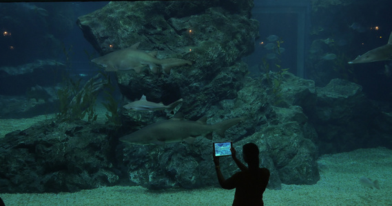 在大水族馆的海洋世界邦科克和泰兰拍摄鲨鱼的照片视频