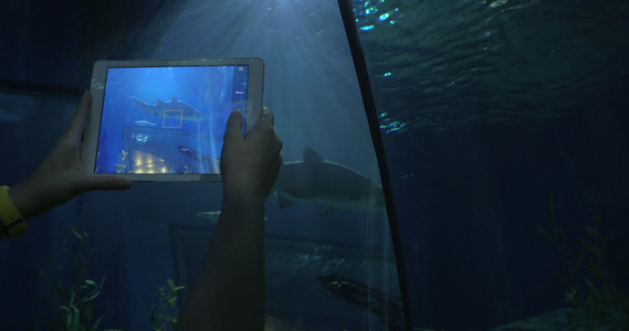 在大水族馆的海洋世界里拍下鲨鱼的照片用平板摄影视频