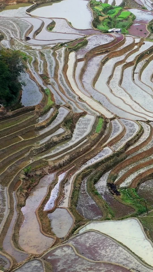 云南红河元阳梯田云南旅游29秒视频