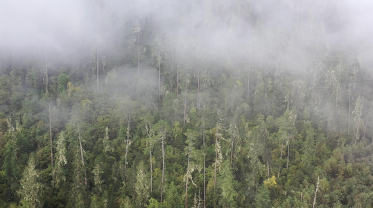 云雾中的原始森林航拍4K视频视频