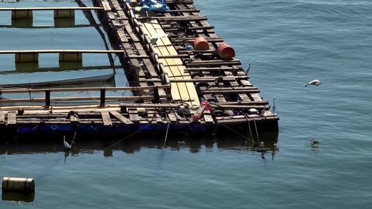 4K航拍海鸟飞渔排静影：海湾的平静视频