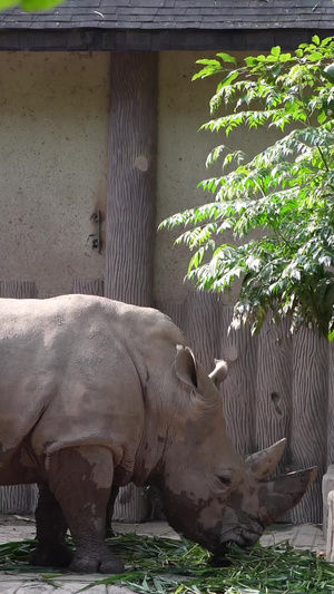 犀类动物犀牛保护动物50秒视频