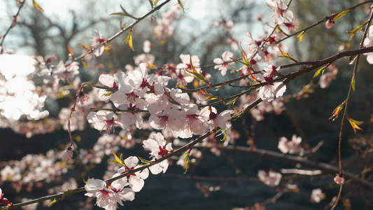 春天阳光下盛开的桃花视频