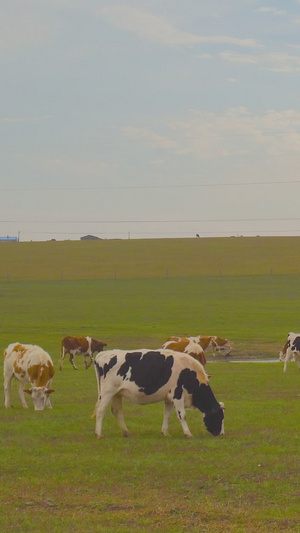 日落呼伦贝尔大草原牛群大自然25秒视频
