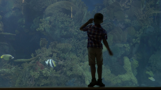 看着金发小男孩站在水族馆附近与螃蟹华伦西亚西班牙视频