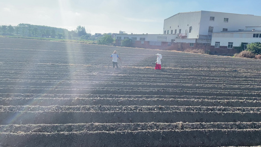 西红柿种植土地4k实拍视频视频