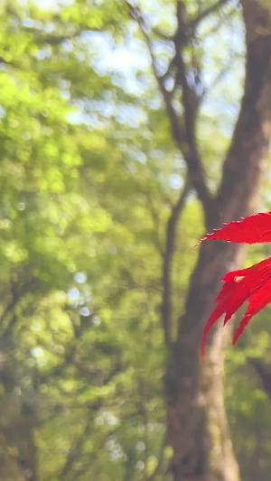 实拍秋天风景枫叶变红了22秒视频