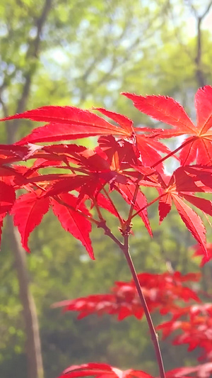 实拍秋天风景枫叶变红了22秒视频