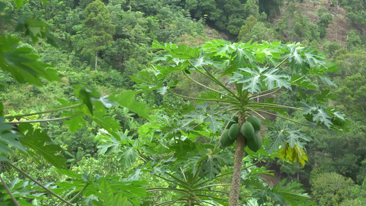 木瓜果以绿色种植视频