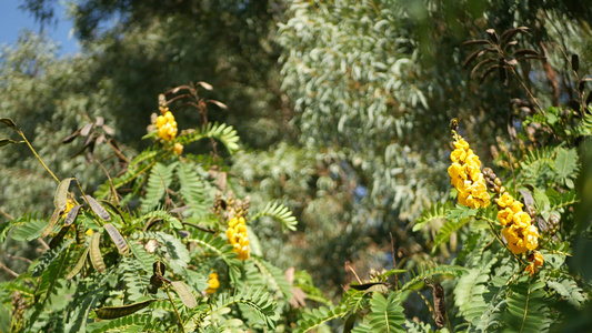 非洲番泻花开花在美国加利福尼亚州从事园艺天然植物特写视频