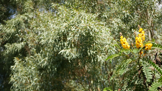 非洲番泻花开花在美国加利福尼亚州从事园艺天然植物特写视频