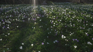 番红花花15秒视频