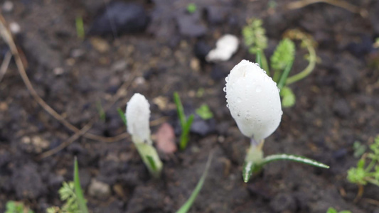 白有紧闭的花朵在雨滴中紧闭视频