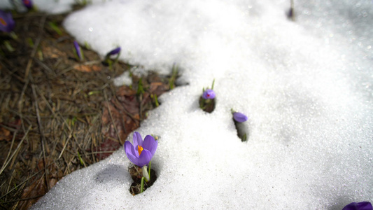 雪中美丽的野生紫花朵视频