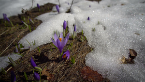 雪地里生长的番红花16秒视频