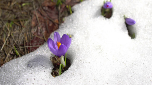 春季雪中野生椰子花视频