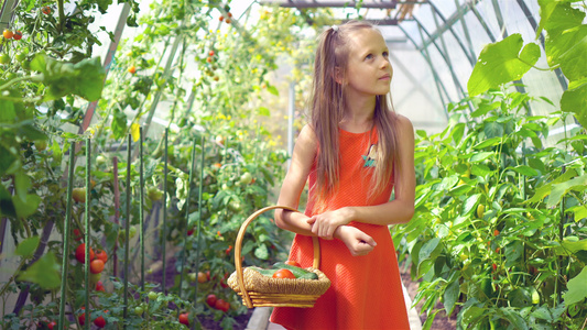 可爱的小女孩在温室里收割黄瓜西红柿和西红柿视频