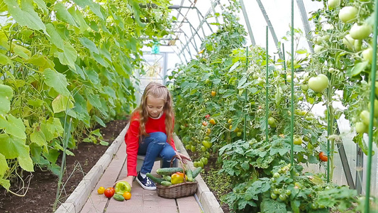 可爱的小女孩在温室里收割黄瓜西红柿和西红柿视频