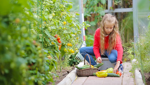 小女孩在温室里摘蔬菜25秒视频
