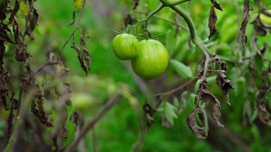 秋天有两个绿色西红柿在灌木丛上延缓缓慢运动视频