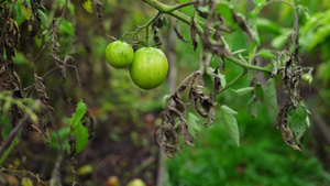缓慢地在灌木丛中种植两只绿色西红柿20秒视频