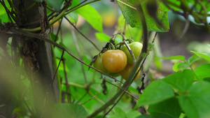 在灌木丛中生长的小西红柿10秒视频