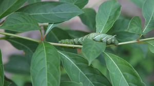 西红柿角虫quinquemaculata11秒视频