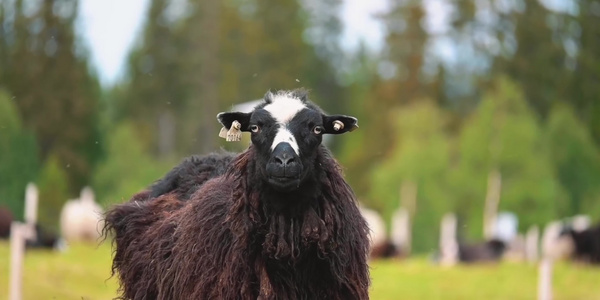 草场牧场黑色绵羊家畜视频