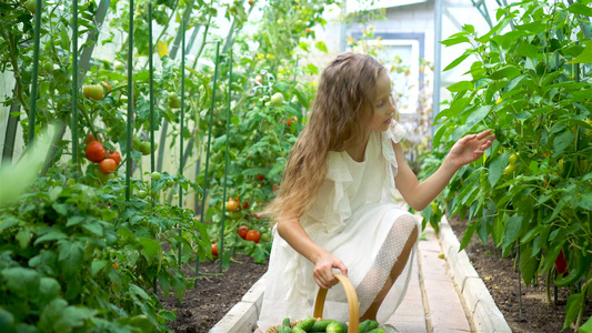 可爱的小女孩收获黄瓜和西红柿在温室视频