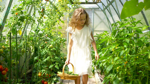 可爱的小女孩在温室收获黄瓜和西红柿17秒视频