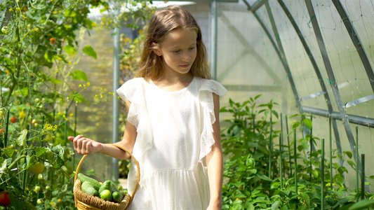 可爱的小女孩收获黄瓜和西红柿在温室视频